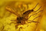 mm Fossil Fly (Diptera) In Baltic Amber - Mite on Neck #123366-1